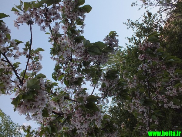 شکوفه گیلاس