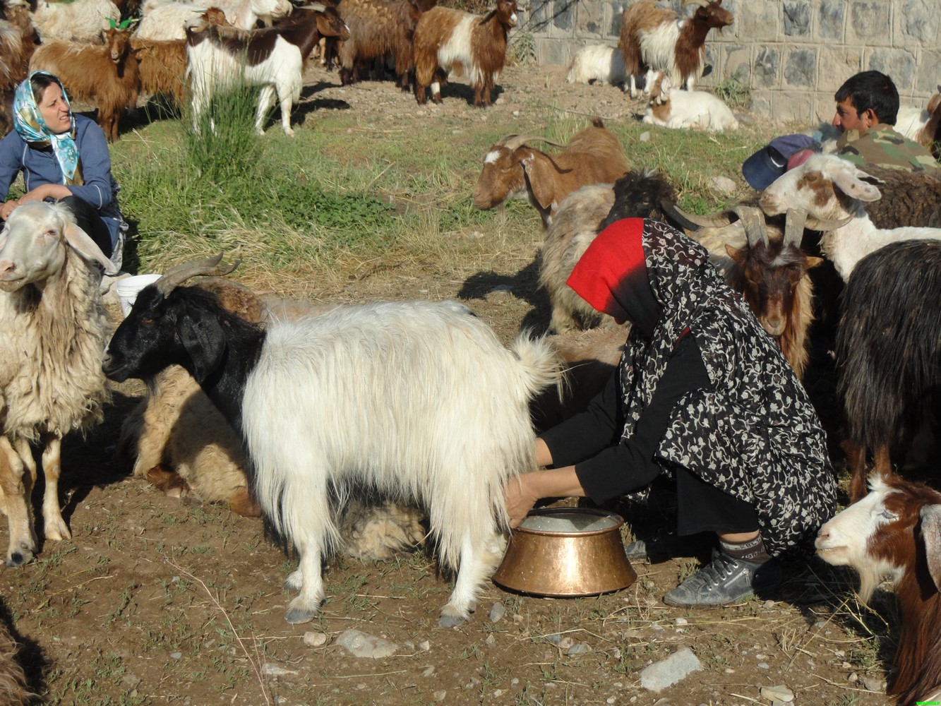 “دنگا “در قاب دوربین