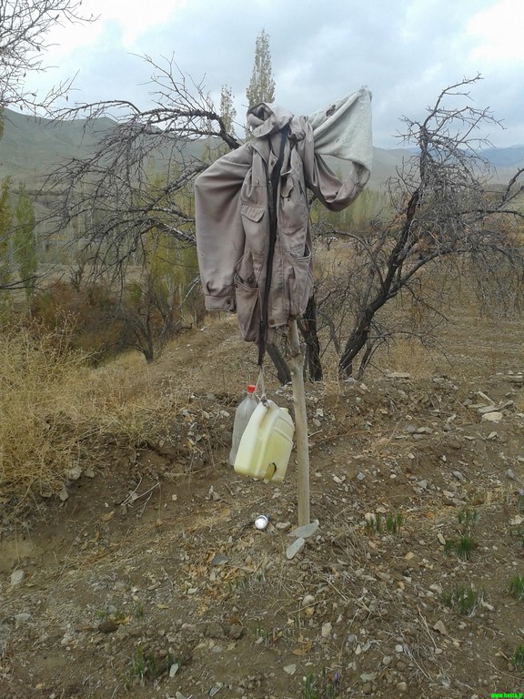 سوژه های زعفرانی