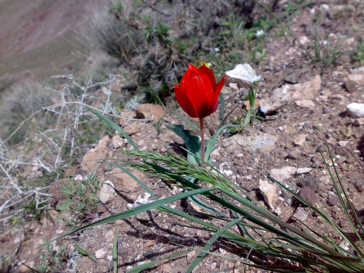 عکس های نوروزی ۷